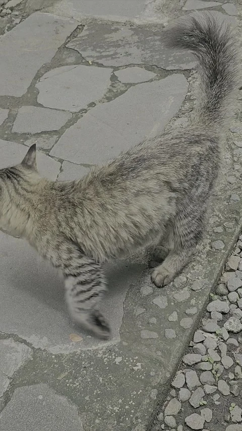 Beautiful Wild Cat Roaming the front yard stone path Stock Footage 296315194