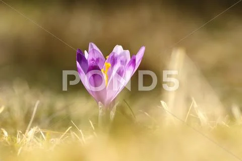 Beautiful wild crocus over green out of focus background ( Crocus sativus ) Stock Photos