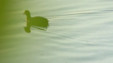 Beautiful wild duck, focus, background. Stock Footage 51613007