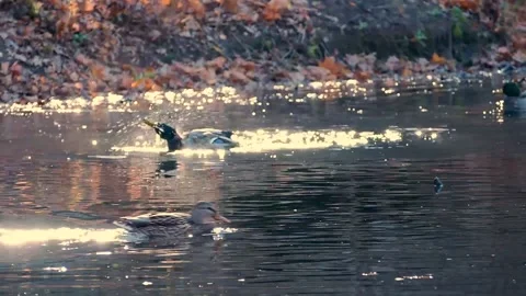 Beautiful wild ducks on the shore of the pond brushing their colorful wings. Stock Footage 164288853