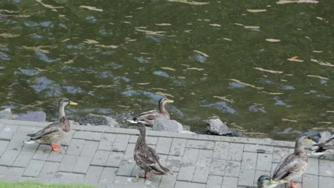 Beautiful wild ducks sit on the shore of the lake and rest. Stock Footage 139203131