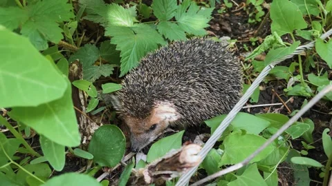 Beautiful wild dwarf hedgehog foraging and has leaves around, Erinaceus Stock Footage 242084881