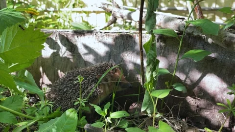 Beautiful wild dwarf hedgehog foraging and has leaves around, Erinaceus Stock Footage 242084938