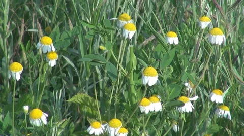 Beautiful wild flowers Stock Footage 8510706