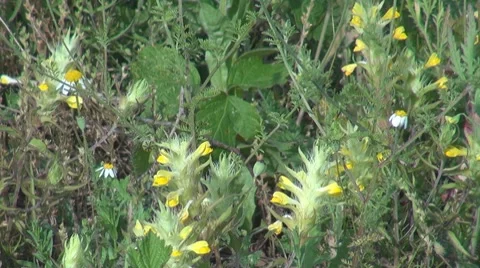 Beautiful wild flowers Stock Footage 8510745