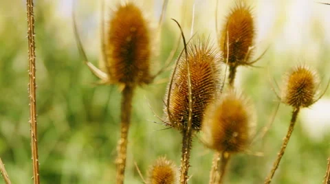 Beautiful Wild Flowers Stock Footage 40711897