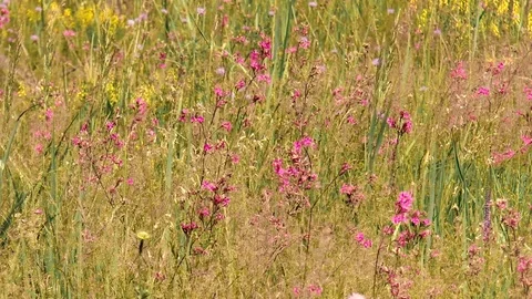 Beautiful wild flowers Stock Footage