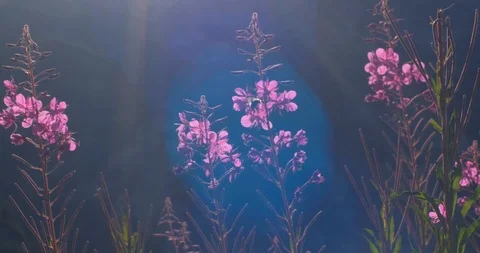 Beautiful wild flowers Stock Footage 117621933