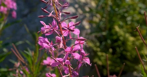 Beautiful wild flowers Stock Footage 117622140