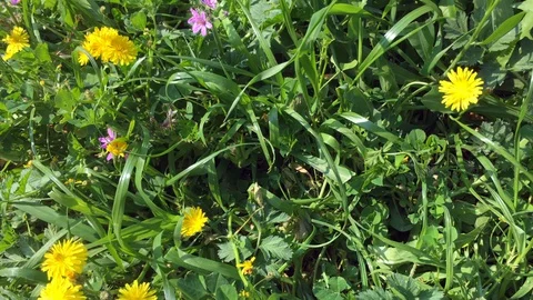 Beautiful wild flowers Stock Footage 127977281