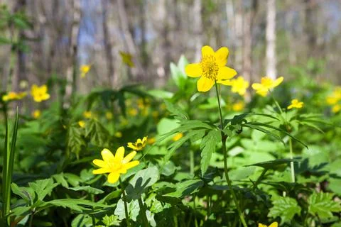 Beautiful wild flowers in the forest spring Stock Photos
