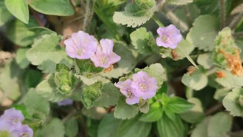 Beautiful wild flowers in a spring forest. Stock Footage 313360132