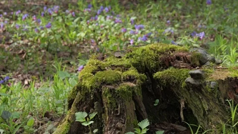 Beautiful wild flowers in spring forest. Close up view. Stock Footage 334209754