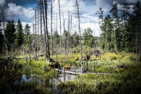 Beautiful wild forest Stock Photos