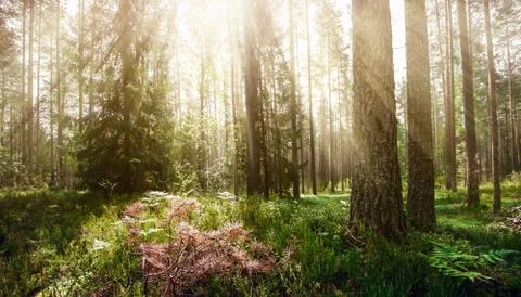 Beautiful wild forest Stock Photos