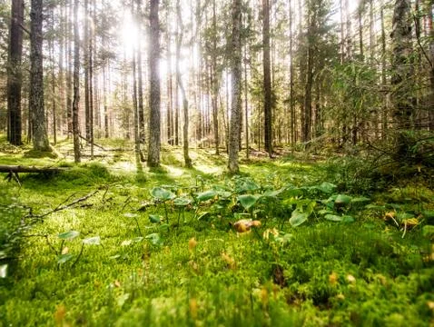 Beautiful wild forest Stock-Fotos