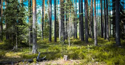 Beautiful wild forest Stock Photos