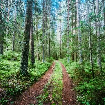 Beautiful wild forest Stock Photos