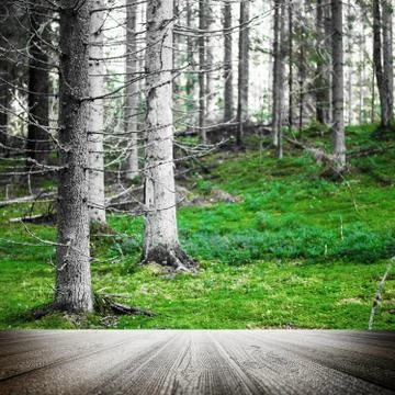 Beautiful wild forest Stock Photos