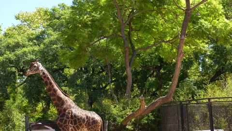 Beautiful wild giraffe browsing among tropical foliage 库存影片 332989005