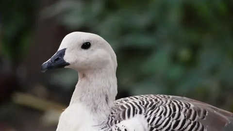 Beautiful wild goose Stock Footage 283072699
