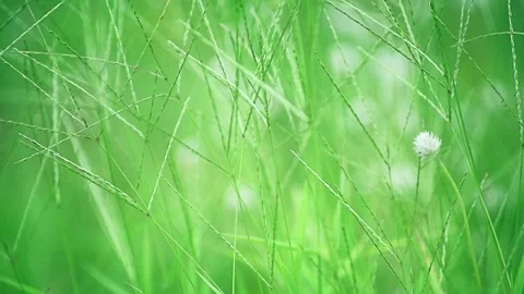 Beautiful wild grass flowers background Stock Footage 296428012