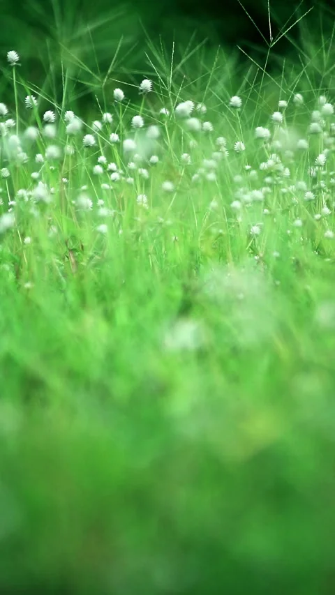 Beautiful wild grass flowers background Video stock 296428221