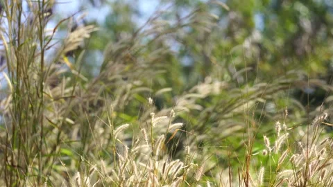 Beautiful wild grass flowers gently swaying in the summer breeze under warm sunl Stock Footage 336566028