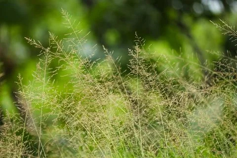 The beautiful wild grass Stock Photos