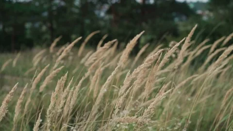 Beautiful wild grass waves on the wind in the field. 4K Stock Footage 80528493