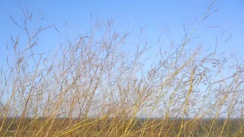 Beautiful Wild Grass Waves On The Wind In The Field. Stock Footage 114600782