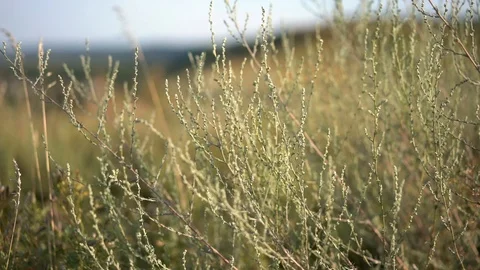 Beautiful Wild Grass Waves On The Wind In The Field Stock Footage 114600783