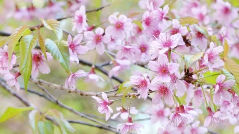 Beautiful Wild Himalayan Cherry blossom, Thai Sakura flower. Stock Footage 146567053