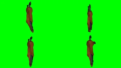 Beautiful wild horse is jumping galloping trotting and moving on green screen Stock Footage 328634151