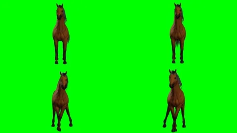 Beautiful wild horse is prancing galloping walking and moving on green screen 動画素材 328634143