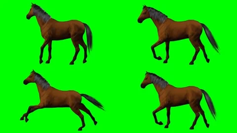 Beautiful wild horse is prancing galloping walking and moving on green screen Stock Footage 328634153