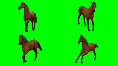 Beautiful wild horse is prancing galloping walking and moving on green screen Stock Footage 328634161