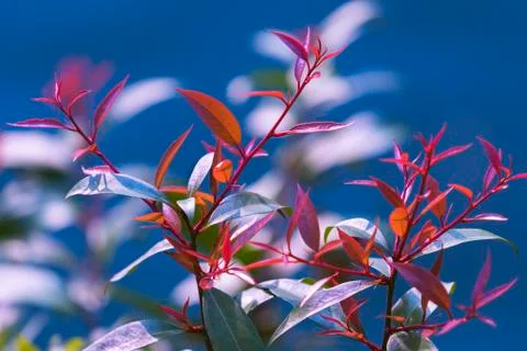 Beautiful Wild leafs branches Stock-Fotos