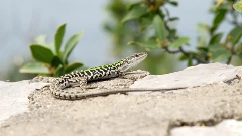 Beautiful wild lizard basking in the sun, captured in stunning 4K Stock Footage 304668676