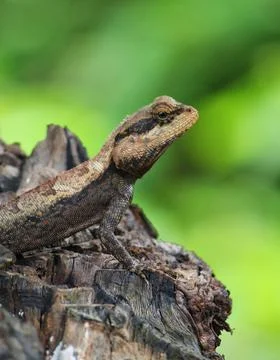 Beautiful wild lizard on tree close up from different angle view HD photo Stock Photos