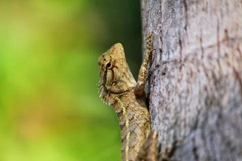 Beautiful wild lizard on tree close up from different angle view HD photo Stock Photos