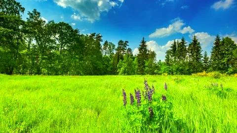 Beautiful wild meadow in forest under blue sky with clouds Stockbeeldmateriaal 155461404