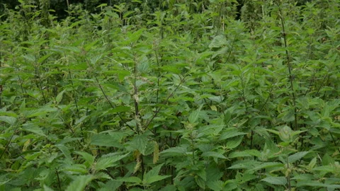 Beautiful wild nettle plants growing outdoors. Stock Footage 314699962
