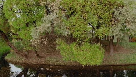 Beautiful Wild Park with Deciduous Willow Tree near Water Pond with Birds Ducks. Stock Footage 120993620