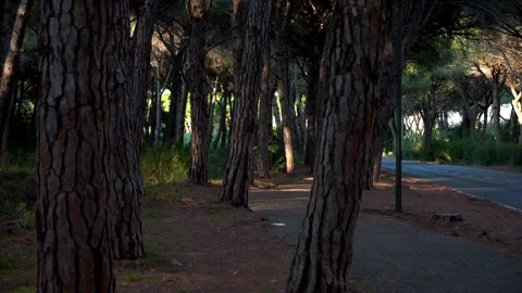 Beautiful wild pine trunk trees. Panning 4K Video stock 297296728