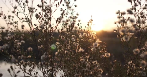 Beautiful wild plants in the fields. Close up view of wild herbs, 4k Stock Footage 142800446