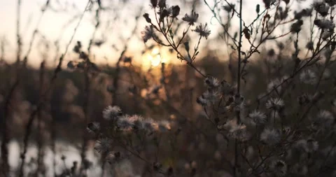 Beautiful wild plants in the fields. Close up view of wild herbs, 4k Stock Footage 142800624