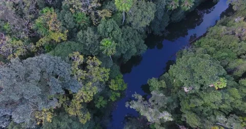 Beautiful wild rainforest in Queensland Australia birds eye view  Stock Footage
