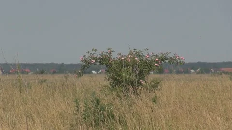 Beautiful wild rose Stock Footage 8512585