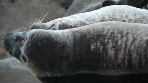 Beautiful wild seals Stock Footage 11150155